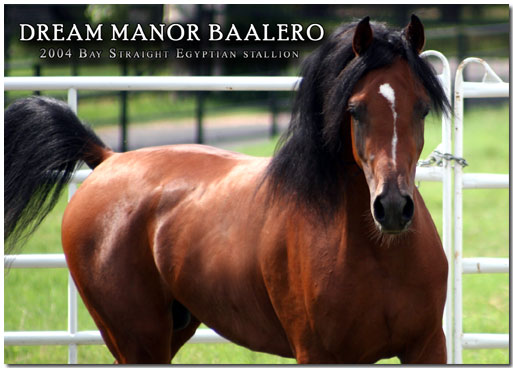Click here to visit AA Arabians for more information on Dream Major Baalero by Imperial Baarez