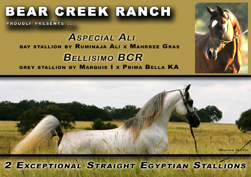Click here for more information about the Stallions of Bear Creek Ranch
